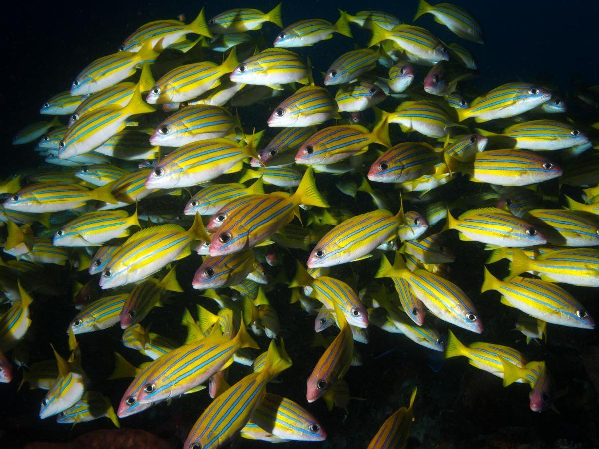Blue Bay Divers Likupang Bangka Buitenkant foto